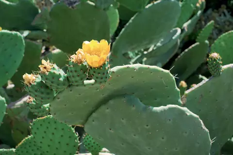 Opuntia ficus-indica